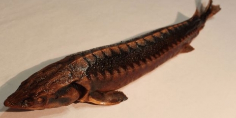 Toplo dimljena jesetra: kalorije, koristi i štete, recepti sa fotografijama